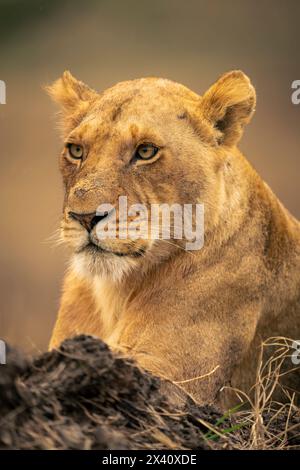 Primo piano della leonessa (Panthera leo) che si trova accanto alla riva fangosa del Parco Nazionale del Serengeti; Tanzania Foto Stock