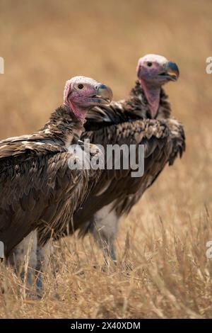 Ritratto ravvicinato di due avvoltoi con il volto di una lappina (Torgos tracheliotos) in piedi sull'erba; Parco Nazionale del Serengeti, Tanzania, Africa Foto Stock