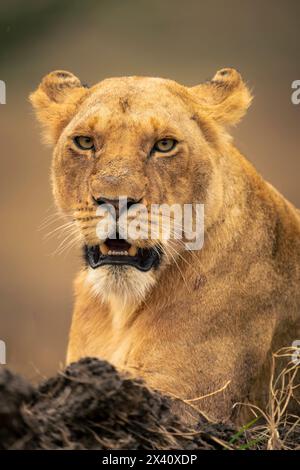 Primo piano di leonessa (Panthera leo) con mandibola sospesa nel Parco Nazionale del Serengeti; Tanzania Foto Stock