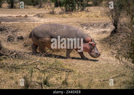 L'ippopotamo comune (Hippopotamus amphibius) scende in riva erbosa al sole nel Parco Nazionale del Serengeti; Tanzania Foto Stock