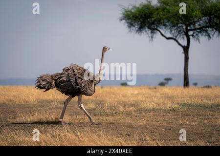 Lo struzzo comune femminile (Struthio camelus) attraversa la savana vicino all'albero; il Parco Nazionale del Serengeti, Tanzania, Africa Foto Stock
