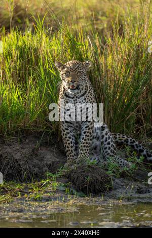 Il leopardo femminile (Panthera pardus) si trova accanto alla telecamera di osservazione delle pozze d'acqua nel Parco Nazionale del Serengeti; Tanzania Foto Stock