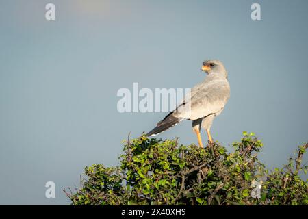 Dark Chanting-goshawk (metabati Melierax) gira la testa in piedi su un cespuglio frondoso contro un cielo blu; Parco Nazionale del Serengeti, Tanzania, Africa Foto Stock