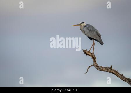 Aironi grigi (Ardea cinerea) su ramo morto sotto nuvole di tempesta nel Parco Nazionale del Serengeti; Tanzania Foto Stock