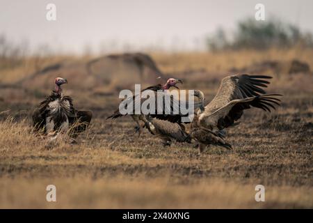 Avvoltoi a faccia di Lappet (Torgos tracheliotos) e avvoltoi a schiena bianca (Gyps africanus) che combattono per le carcasse nel Parco Nazionale del Serengeti; Tanzania Foto Stock