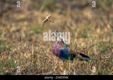 Il rullo petto lilla (Coracias caudatus) sull'erba getta la cavalletta nel Parco Nazionale del Serengeti; Tanzania Foto Stock