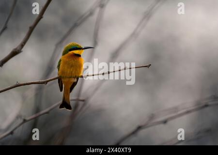 Ritratto ravvicinato di un piccolo mangiatore di api (Merops pusillus) arroccato su un ramo sottile su uno sfondo nebbioso Foto Stock