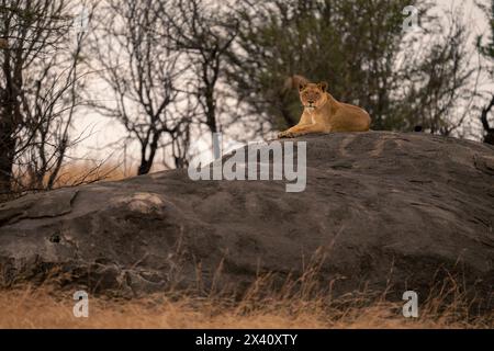 Lioness (Panthera leo) si trova sulla telecamera di osservazione delle alte rocce nel Parco Nazionale del Serengeti; Tanzania Foto Stock