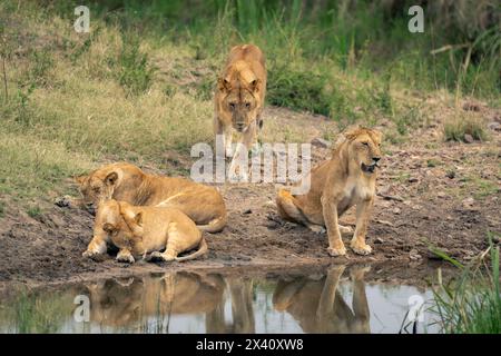 Lioness (Panthera leo) si trova accanto ad altre tre buche; Serengeti National Park, Tanzania, Africa Foto Stock