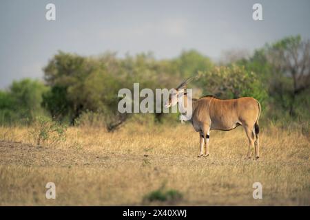 L'eland comune maschile (Taurotragus oryx) si trova vicino a cespugli frondosi nel Parco Nazionale del Serengeti; Tanzania Foto Stock