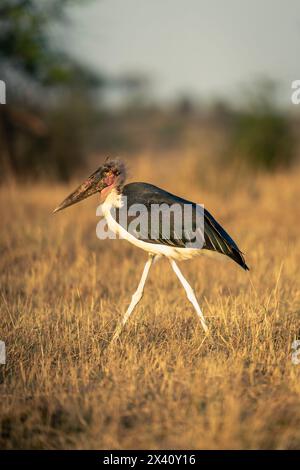 La cicogna di Marabou (Leptoptilos crumenifer) cammina attraverso la savana sotto il sole nel Parco Nazionale del Serengeti; Tanzania Foto Stock