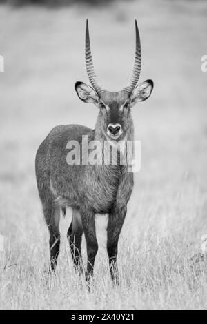 Monocromatico di un waterbuck di defassa (Kobus ellipsiprymnus) in piedi che guarda alla macchina fotografica nel Parco Nazionale del Serengeti; Tanzania Foto Stock