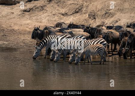 Zebra delle pianure (Equus quagga) e GNU blu (Connochaetes taurinus) che bevono insieme nel Parco Nazionale del Serengeti; Tanzania Foto Stock