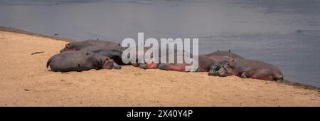 Panorama degli ippopotami (Hippopotamus amphibius) adagiato sulla riva sabbiosa del fiume nel Parco Nazionale del Serengeti; Tanzania Foto Stock