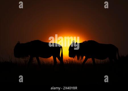 Silhouette di due GNU blu (Connochaetes taurinus) che attraversano l'orizzonte al tramonto; Parco Nazionale del Serengeti, Tanzania, Africa Foto Stock