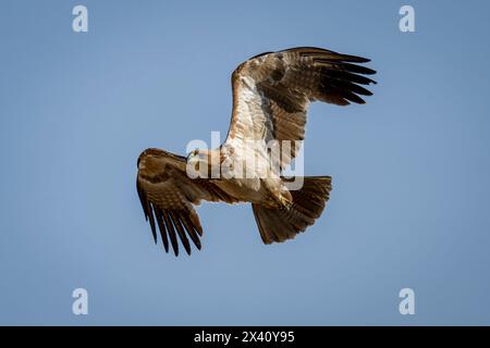 Aquila Tawny (Aquila rapax) che vola attraverso il cielo azzurro nel Parco Nazionale del Serengeti; Tanzania Foto Stock