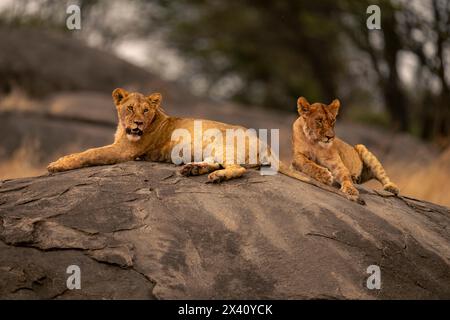 Due leonesse (Panthera leo) si trovano sulla roccia vicino ai boschi del Parco Nazionale del Serengeti; Tanzania Foto Stock