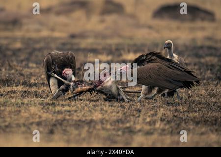 Due avvoltoi con la faccia di lappé (Torgos tracheliotos) separano la carcassa di gazzelle nel Parco Nazionale del Serengeti; Tanzania Foto Stock