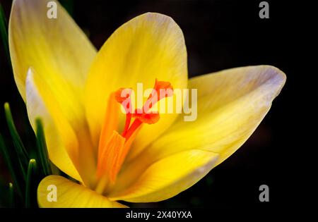 Primo piano di un croco giallo brillante con un colore arancione intenso su sfondo nero; studio Foto Stock