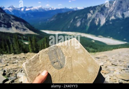 Fossili di trilobite trovati a Burgess Shale nel Parco Nazionale di Yoho, BC, Canada; Columbia Britannica, Canada Foto Stock