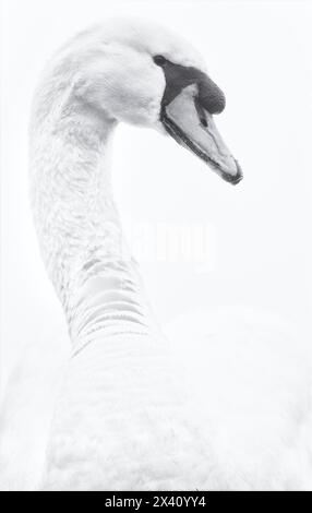 Ritratto in bianco e nero di un cigno su sfondo bianco, vicino al villaggio di Reach, Cambridgeshire, Regno Unito; Cambridgeshire, Inghilterra Foto Stock
