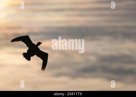 Shag europeo Gulosus aristotelis, adulto in volo al tramonto, lunga, Isole Treshnish, Scozia, Regno Unito, aprile Foto Stock
