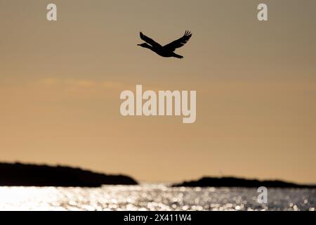 Shag europeo Gulosus aristotelis, adulto in volo al tramonto, lunga, Isole Treshnish, Scozia, Regno Unito, aprile Foto Stock