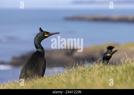 Shag europeo Gulosus aristotelis, adulto in volo, lunga, Isole Treshnish, Scozia, Regno Unito, aprile Foto Stock