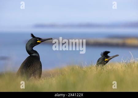 Shag europeo Gulosus aristotelis, adulto in volo, lunga, Isole Treshnish, Scozia, Regno Unito, aprile Foto Stock