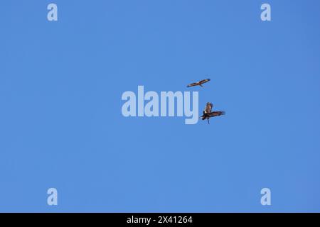 Aquila d'oro Aquila chrysaetos, adulto che viene mobbato dal buteo Buteo di Common buzzard, Isola di Mull, Scozia, Regno Unito, aprile Foto Stock