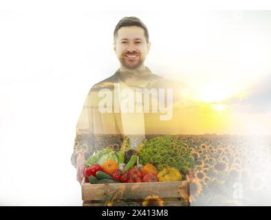 Doppia esposizione del coltivatore e del campo di girasole su sfondo bianco Foto Stock