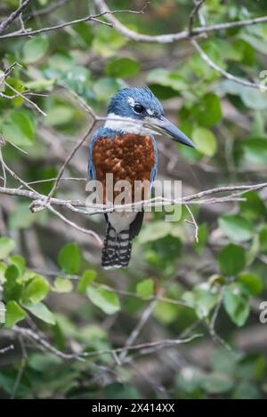 Kingfisher ad anello arroccato, sponde del fiume Cuiaba, Mato grosso, Pantanal, Brasile Foto Stock