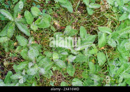 Gelo sull'erba verde, primo piano. Sfondo naturale. Foto Stock