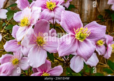 Vista ravvicinata di un Clematis Montana in fiore con molte delicate fioriture rosa. Foto Stock