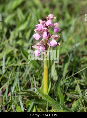 Orchidea alata verde o orchidea a venatura verde, Anacamptis morio (Orchis morio), Orchidaceae. Bernwood Meadows, Oxfordshire, Regno Unito. Variazione rosa. Foto Stock