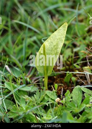 Adder's-Tongue, Southern Adder's-Tongue o Adder's-Tongue Fern, Ophioglossum vulgatum, Ophioglossaceae. Bernwood Meadows, Oxfordshire, Regno Unito. Foto Stock