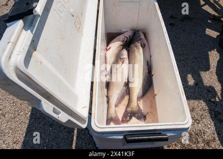 Tre grandi pesci gatto Bluecat, Ictalurus furcatus, che riposano in un contenitore fresco pronto per essere pulito e filtrato dopo essere stato catturato in un lago. Oklahoma, Stati Uniti. Foto Stock