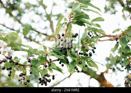 Rami di ciliegie che maturano nel giardino. Raccolta estiva della frutta e concetto di produzione biologica, background Foto Stock