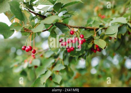Rami di ciliegie che maturano nel giardino. Raccolta estiva della frutta e concetto di produzione biologica, background Foto Stock
