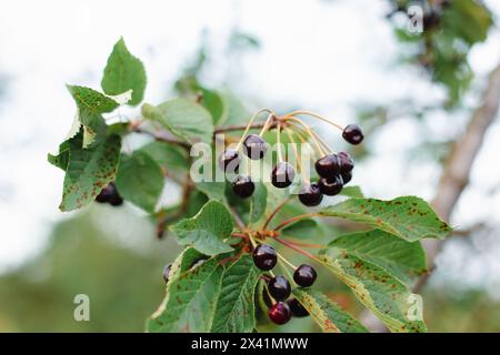 Rami di ciliegie che maturano nel giardino. Raccolta estiva della frutta e concetto di produzione biologica, background Foto Stock