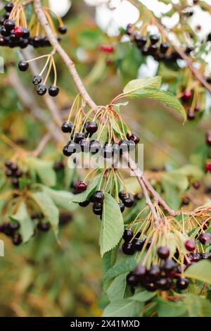 Rami di ciliegie che maturano nel giardino. Raccolta estiva della frutta e concetto di produzione biologica, background Foto Stock