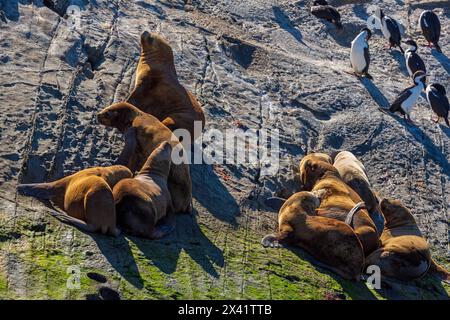 Foche sulle isole Les Eclaireurs, Ushuaia, Terra del fuoco, Argentina, Sud America Foto Stock