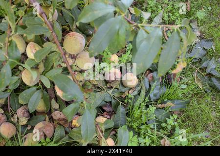 pesche verdi in un albero e pesche marcisce sul terreno Foto Stock