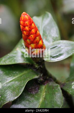 Spiral Ginger, Costus pulverulentus, Costaceae. Costa Rica, America centrale. Foto Stock