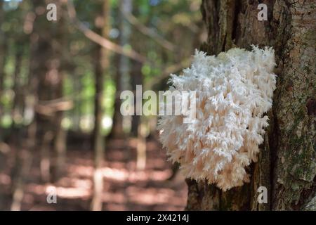 Fungo bianco su un tronco di albero. Fungo saprotrofico. Hericium coralloides comunemente noto come fungo del dente corallo. Foto Stock