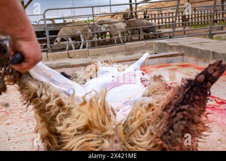 Una pecora macellata viene scuoiata a terra in una casa in occasione della festa musulmana di Aid El Adha. Un coltello da macello sul pavimento e un Foto Stock