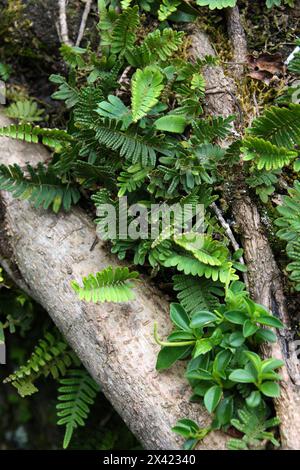 Felci di foresta nuvolosa. Monteverde, Costa Rica, America centrale. Le felci (Polypodiopsida o Polypodiophyta) sono un gruppo di piante vascolari. Foto Stock