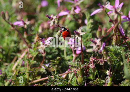 Lady Beetle che cammina su un fusto di cicogna al Green Valley Park di Payson, Arizona. Foto Stock