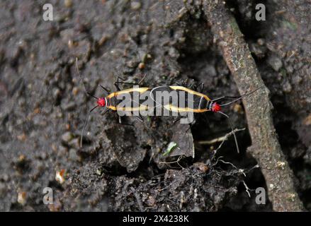 Insaccatore di cotone, Dysdercus mimulus, Pyrrhocoridae, Hemiptera. Monteverde, Costa Rica, America centrale. Coppia di accoppiamento. Foto Stock