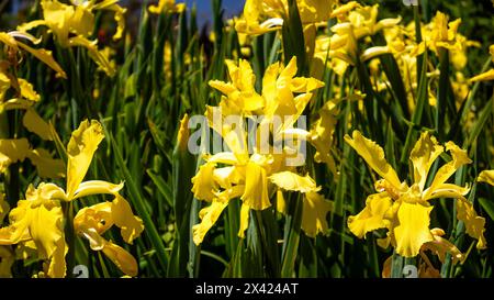 Iris pseudacorus, Iris gialli, fiori di bandiera gialli o fiori di bandiera ad acqua Foto Stock
